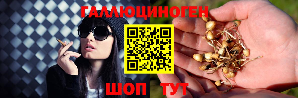 Псилоцибиновые грибы Psilocybine cubensis  Вход с VPN  Прохладный 